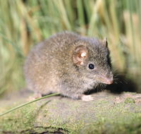 Munmorah State Conservation Area - Tourism Gold Coast