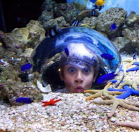 Sea Life Sunshine Coast - Tourism Gold Coast