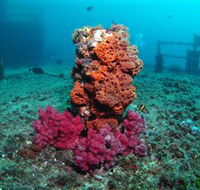 HMAS Brisbane Dive Site - Tourism Gold Coast