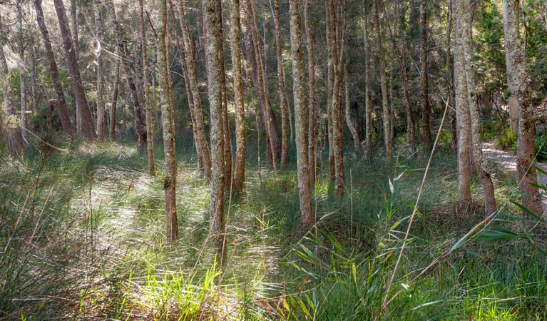 Cambewarra Mountain NSW Tourism Gold Coast