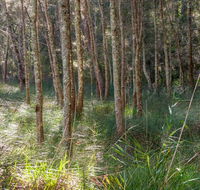 Anabranch loop track - Tourism Gold Coast