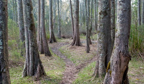 Anabranch Loop Track - Tourism Gold Coast 1
