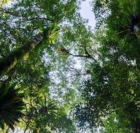 Botanic walk - Gold Coast