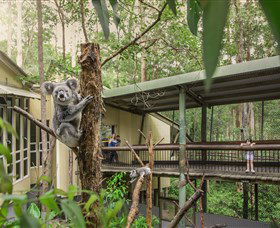 Daisy Hill Koala Centre - Gold Coast 0