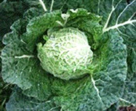 Merry Maidens Veggies - Tourism Gold Coast 2