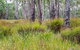 Narrawallee Inlet Walking Track - thumb 0