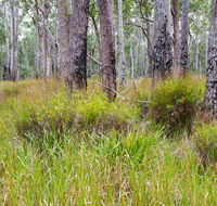 Narrawallee Inlet walking track - Tourism Gold Coast