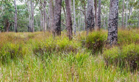 Narrawallee Inlet Walking Track - Tourism Gold Coast 0