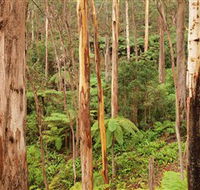 Cycle Mogo State Forest - Gold Coast