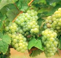 Red Tail Wines - Gold Coast