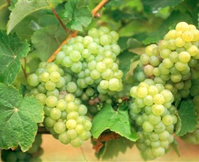 Red Tail Wines - Tourism Gold Coast 0