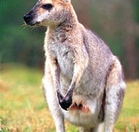 Venman Bushland National Park - Tourism Gold Coast