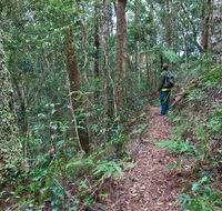 Blackbutt walking track - Gold Coast
