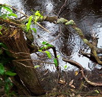 Mogo Bushwalk - Gold Coast