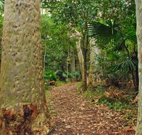 Depot Beach Rainforest walk - Gold Coast