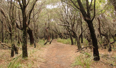 Pretty Beach To Snapper Point Walking Track - Tourism Gold Coast 0