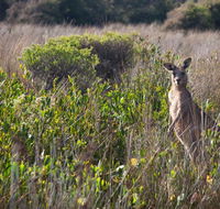 Murramarang Aboriginal Area walking track - Tourism Gold Coast
