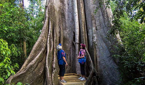 Wingham Brush Nature Reserve - Gold Coast 1