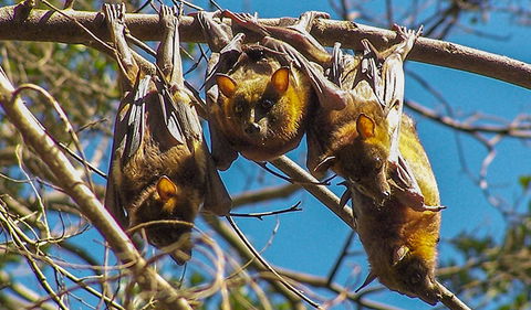 Wingham Brush Nature Reserve - Gold Coast 2