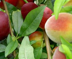 Kippara NSW Tourism Gold Coast