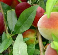 Fruit Salad Tree Company - Gold Coast