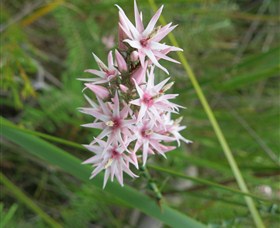 Booderee National Park: Green Patch And Telegraph Creek Walking Tracks - Tourism Gold Coast 5
