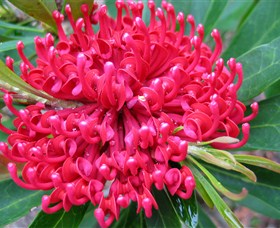 Booderee National Park: Green Patch And Telegraph Creek Walking Tracks - Tourism Gold Coast 3