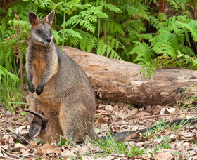 Booderee National Park: Green Patch And Telegraph Creek Walking Tracks - Tourism Gold Coast 7