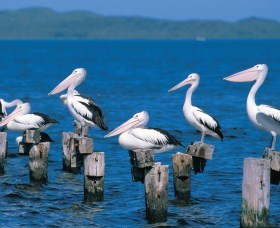 Walpole-Nornalup Inlets - Tourism Gold Coast 1