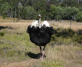 Glen Ian Ostrich And Emu Farm - Gold Coast 1