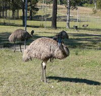 Glen Ian Ostrich and Emu Farm - Gold Coast
