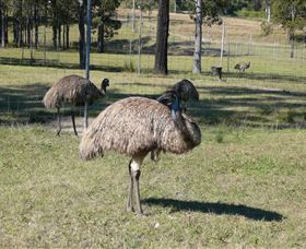 Glen Ian Ostrich And Emu Farm - Gold Coast 0