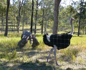Glen Ian Ostrich And Emu Farm - Gold Coast 2