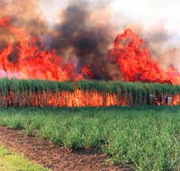 Reeves Family Sugar Cane Farm - Gold Coast