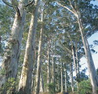 The Great Forest Trees Drive - Tourism Gold Coast