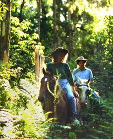Clarendon Forest Retreat Horse Riding - Tourism Gold Coast 0