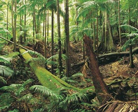 Murwillumbah NSW Tourism Gold Coast