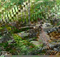Wollumbin-Mount Warning National Park - Tourism Gold Coast