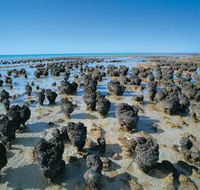 Hamelin Pool Stromatolites - Tourism Gold Coast