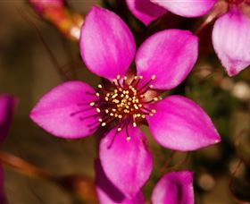 Flora - Tourism Gold Coast 0