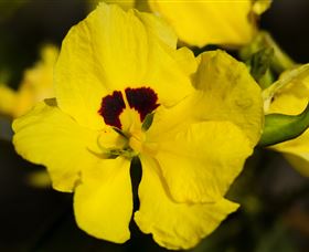 Flora - Tourism Gold Coast 1