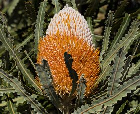 Flora - Tourism Gold Coast 2