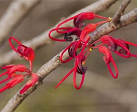 Flora - Tourism Gold Coast 3