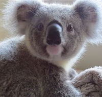 Koala Care Centre in Lismore - Tourism Gold Coast