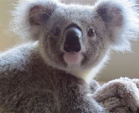 Koala Care Centre In Lismore - Tourism Gold Coast 0