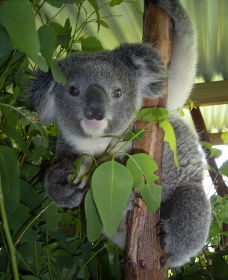 Koala Care Centre In Lismore - Tourism Gold Coast 2