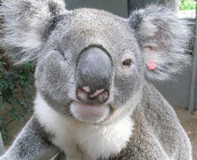 Koala Care Centre In Lismore - Tourism Gold Coast 3