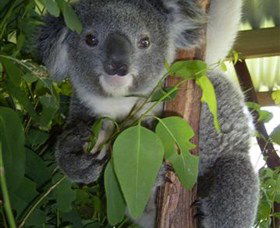 Koala Care Centre In Lismore - Tourism Gold Coast 4