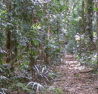 Big Scrub loop walking track - Tourism Gold Coast