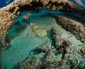 Aarhus Dive Site - Tourism Gold Coast 3